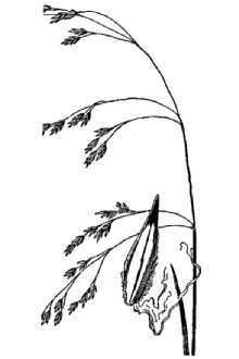 <i>Poa leptocoma</i> Trin. ssp. leptocoma