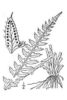<i>Polystichum mohrioides</i> (Bory) C. Presl var. lemmonii (Underw.) Fernald