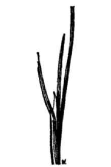 <i>Poa fendleriana</i> (Steud.) Vasey var. longiligula (Scribn. & T.A. Williams) Gould