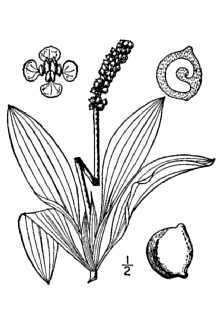 <i>Potamogeton heterophyllus</i> Schreb.