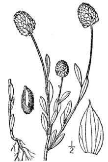 <i>Pylostachya lutea</i> (L.) Small