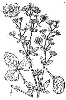 <i>Potentilla norvegica</i> L. ssp. hirsuta (Michx.) Hyl.