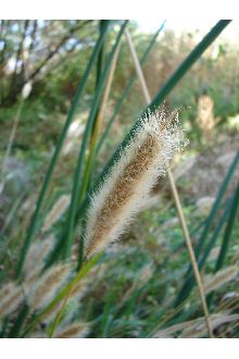Annual Rabbitsfoot Grass