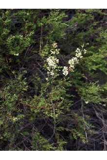 <i>Dentoceras myriophylla</i> Small