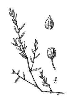 <i>Polygonum aviculare</i> L. ssp. neglectum (Besser) Arcang.