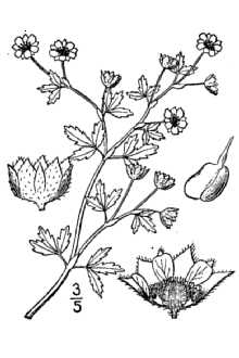 <i>Potentilla supina</i> L. ssp. paradoxa (Nutt.) Soják