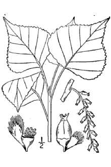 <i>Populus dilatata</i> Aiton
