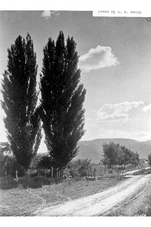 <i>Populus nigra</i> L. var. italica Du Roi