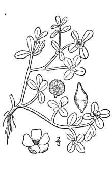 <i>Portulaca oleracea</i> L. ssp. stellata Danin & Baker