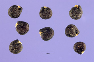 <i>Portulaca oleracea</i> L. ssp. nitida Danin & Baker