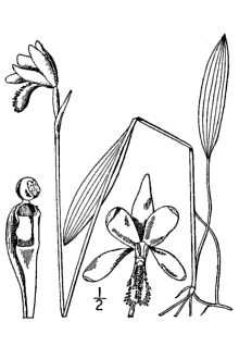 <i>Pogonia ophioglossoides</i> (L.) Ker Gawl. var. brachypogon Fernald