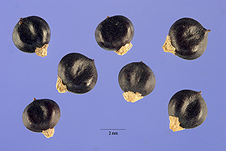 <i>Persicaria orientalis</i> (L.) Assenov