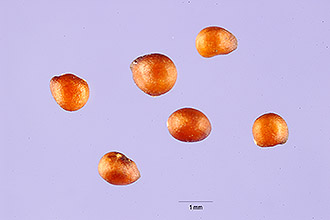 <i>Potentilla palustris</i> (L.) Scop. var. villosa (Pers.) Lehm.