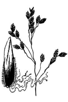 <i>Poa leptocoma</i> Trin. ssp. paucispicula (Scribn. & Merr.) Tzvelev
