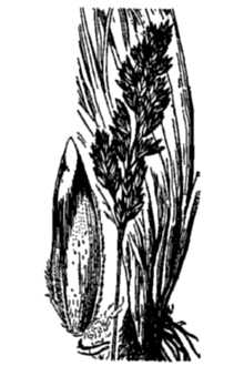 <i>Poa abbreviata</i> R. Br. ssp. jordalii (A.E. Porsild) Hultén