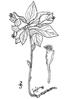 <i>Polygaloides paucifolia</i> (Willd.) J.R. Abbott
