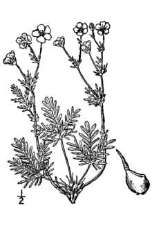 <i>Potentilla pensylvanica</i> L. var. pectinata (Raf.) Lepage