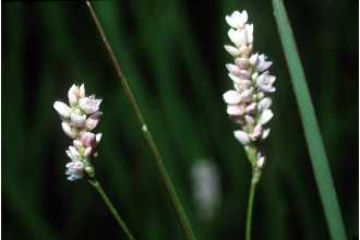 <i>Persicaria mississippiensis</i> (Stanford) Small