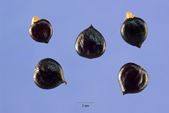 <i>Polygonum pensylvanicum</i> L. var. laevigatum Fernald