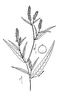 <i>Polygonum pensylvanicum</i> L. var. rosiflorum J.B.S. Norton