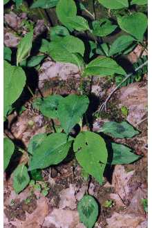 <i>Polygonum persicaria</i> L. var. angustifolium Beckh.