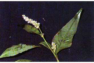 <i>Polygonum persicaria</i> L. var. ruderale (Salisb.) Meisn.