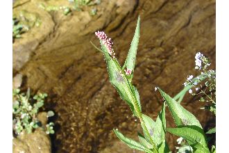 <i>Persicaria persicaria</i> (L.) Small, nom. inval.