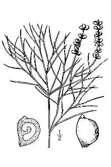 <i>Coleogeton pectinatus</i> (L.) D.H. Les & Haynes