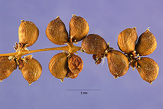 <i>Coleogeton pectinatus</i> (L.) D.H. Les & Haynes