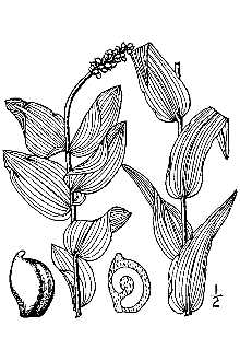<i>Potamogeton perfoliatus</i> L. ssp. bupleuroides (Fernald) Hultén