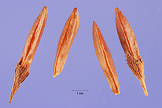 <i>Aconogonum polystachyum</i> (Wall. ex Meisn.) H. Haraldson