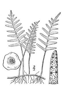 <i>Marginaria polypodioides</i> (L.) Tidestr.