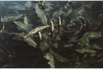 <i>Potamogeton praelongus</i> Wulfen var. angustifolius Graebn.