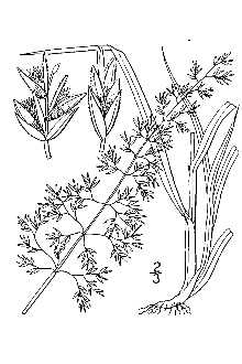 <i>Poa pseudopratensis</i> Scribn. & Rydb.