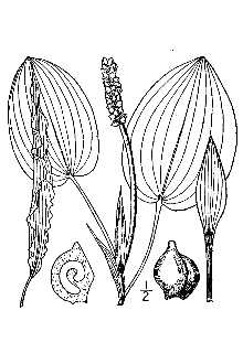<i>Potamogeton rotundifolius</i> J.R. Forst., nom. utique rej.