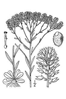 <i>Polygala balduinii</i> Nutt. var. chlorgena Torr. & A. Gray