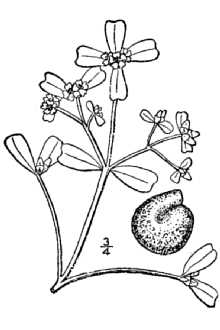 <i>Portulaca oleracea</i> L. ssp. granulatostellulata (Poelln.) Danin & Baker