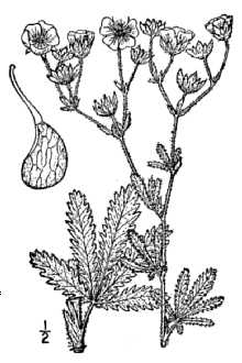 <i>Potentilla recta</i> L. var. pilosa (Willd.) Ledeb.