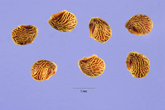 <i>Potentilla recta</i> L. var. pilosa (Willd.) Ledeb.