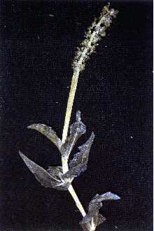 <i>Potamogeton perfoliatus</i> L. var. richardsonii Benn.