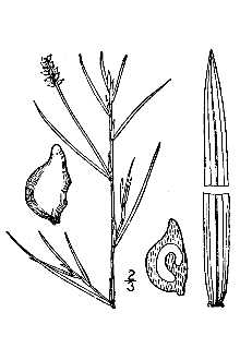 <i>Potamogeton longiligulatus</i> Fernald