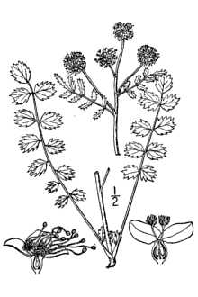 <i>Sanguisorba minor</i> Scop. ssp. muricata (Spach ex Bonnier & Layens) Nordborg