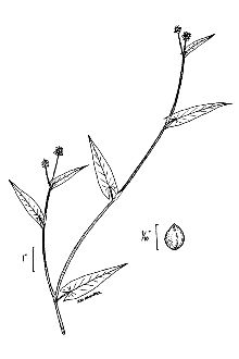 <i>Persicaria sagittata</i> (L.) Gross.