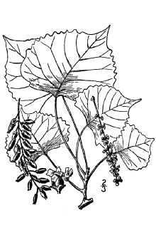 <i>Populus monilifera</i> Aiton
