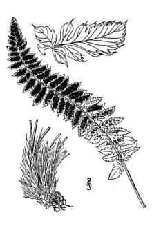 <i>Polystichum mohrioides</i> (Bory) C. Presl var. scopulinum (D.C. Eaton) Fernald