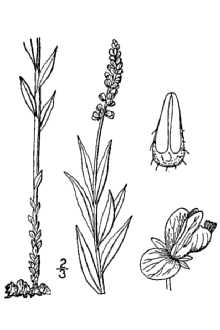 <i>Polygala senega</i> L. var. latifolia Torr. & A. Gray