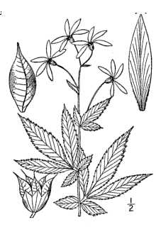 <i>Porteranthus stipulatus</i> (Muhl. ex Willd.) Britton