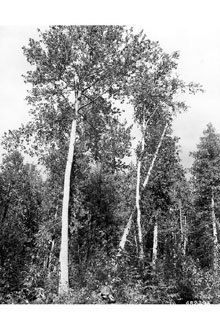 <i>Populus tacamahaca</i> Mill. var. candicans (Aiton) Stout