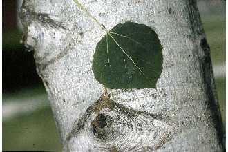 <i>Populus tremuloides</i> Michx. var. vancouveriana (Trel.) Sarg.