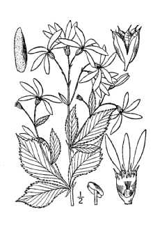 <i>Porteranthus trifoliatus</i> (L.) Britton